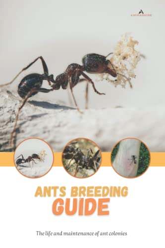 Ants breeding guide