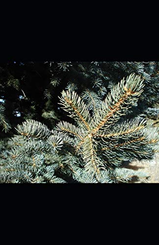 Spruce Bough Poems
