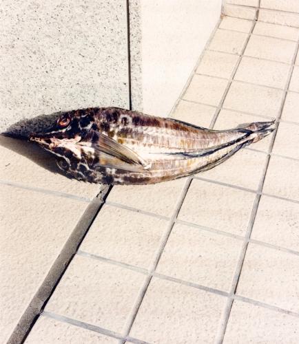 Tokyo Fishgraphs II